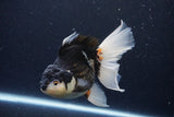 Thai Oranda  Panda 6 Inch (ID#1126To6c-99)