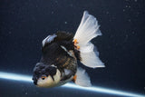 Thai Oranda  Panda 6 Inch (ID#1126To6c-99)