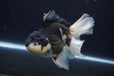 Thai Oranda  Panda 6 Inch (ID#1126To6c-99)