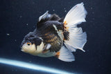 Thai Oranda  Panda 6 Inch (ID#1126To6c-99)