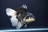 Thai Oranda  Panda 6 Inch (ID#1126To6c-99)