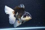 Thai Oranda  Panda 6 Inch (ID#1126To6c-99)