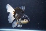 Thai Oranda  Panda 6 Inch (ID#1126To6c-99)