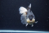 Thai Oranda  Panda 6 Inch (ID#1126To6c-99)