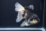 Thai Oranda  Panda 6 Inch (ID#1126To6c-99)