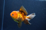 Thai Oranda  Red Black 5 Inch (ID#1126To6c-100)