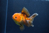 Thai Oranda  Red Black 5 Inch (ID#1126To6c-100)