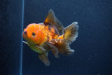 Thai Oranda  Red Black 5 Inch (ID#1126To6c-100)