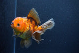 Thai Oranda  Red Black 5 Inch (ID#1126To6c-100)