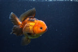 Thai Oranda  Red Black 5 Inch (ID#1126To6c-100)