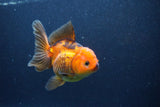 Thai Oranda  Red Black 5 Inch (ID#1126To6c-100)