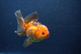 Thai Oranda  Red Black 5 Inch (ID#1126To6c-100)