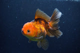 Thai Oranda  Red Black 5 Inch (ID#1126To6c-100)