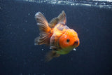 Thai Oranda  Red Black 5 Inch (ID#1126To6c-100)