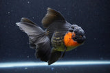 Thai Oranda  Red Black 5.5 Inch (ID#1126To6c-101)