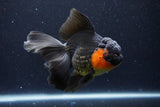 Thai Oranda  Red Black 5.5 Inch (ID#1126To6c-101)