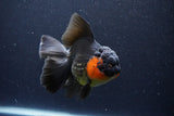 Thai Oranda  Red Black 5.5 Inch (ID#1126To6c-101)