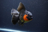 Thai Oranda  Red Black 5.5 Inch (ID#1126To6c-101)