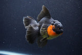 Thai Oranda  Red Black 5.5 Inch (ID#1126To6c-101)