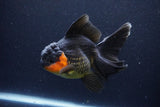 Thai Oranda  Red Black 5.5 Inch (ID#1126To6c-101)