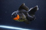 Thai Oranda  Red Black 5.5 Inch (ID#1126To6c-101)