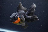 Thai Oranda  Red Black 5.5 Inch (ID#1126To6c-101)