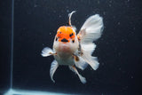 Thai Oranda  Tricolor 6 Inch (ID#1126To6c-102)