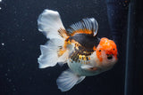 Thai Oranda  Tricolor 6 Inch (ID#1126To6c-102)