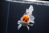 Thai Oranda  Tricolor 6 Inch (ID#1126To6c-102)