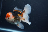 Thai Oranda  Tricolor 6 Inch (ID#1126To6c-102)