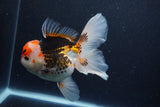 Thai Oranda  Tricolor 6 Inch (ID#1126To6c-102)