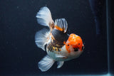 Thai Oranda  Tricolor 6 Inch (ID#1126To6c-102)