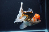 Thai Oranda  Tricolor 6 Inch (ID#1126To6c-102)