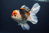 Thai Oranda  Tricolor 6 Inch (ID#1126To6c-102)