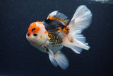 Thai Oranda  Tricolor 6 Inch (ID#1126To6c-102)