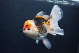 Thai Oranda  Tricolor 6 Inch (ID#1126To6c-102)