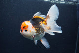 Thai Oranda  Tricolor 6 Inch (ID#1126To6c-102)