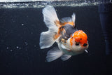 Thai Oranda  Tricolor 6 Inch (ID#1126To6c-102)