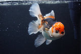 Thai Oranda  Tricolor 6 Inch (ID#1126To6c-102)