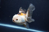 Thai Oranda  Tricolor 5 Inch (ID#1126To6c-103)