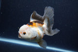 Thai Oranda  Tricolor 5 Inch (ID#1126To6c-103)