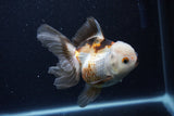 Thai Oranda  Tricolor 5 Inch (ID#1126To6c-103)