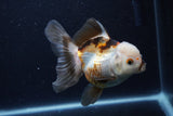 Thai Oranda  Tricolor 5 Inch (ID#1126To6c-103)