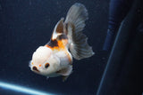 Thai Oranda  Tricolor 5 Inch (ID#1126To6c-103)