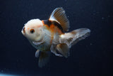 Thai Oranda  Tricolor 5 Inch (ID#1126To6c-103)