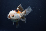 Thai Oranda  Tricolor 5 Inch (ID#1126To6c-103)