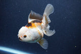 Thai Oranda  Tricolor 5 Inch (ID#1126To6c-103)