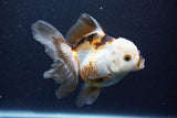 Thai Oranda  Tricolor 5 Inch (ID#1126To6c-103)