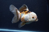 Thai Oranda  Tricolor 5 Inch (ID#1126To6c-103)