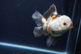 Thai Oranda  Tricolor 5 Inch (ID#1126To6c-103)